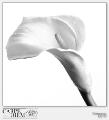 Calla bianco e nero